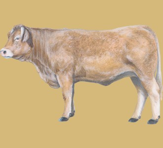 Acoger a un animal de la granja de especie toro charolais