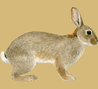 Conejo de campo  - pelaje 52