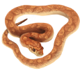 Serpiente del maíz - pelaje 36